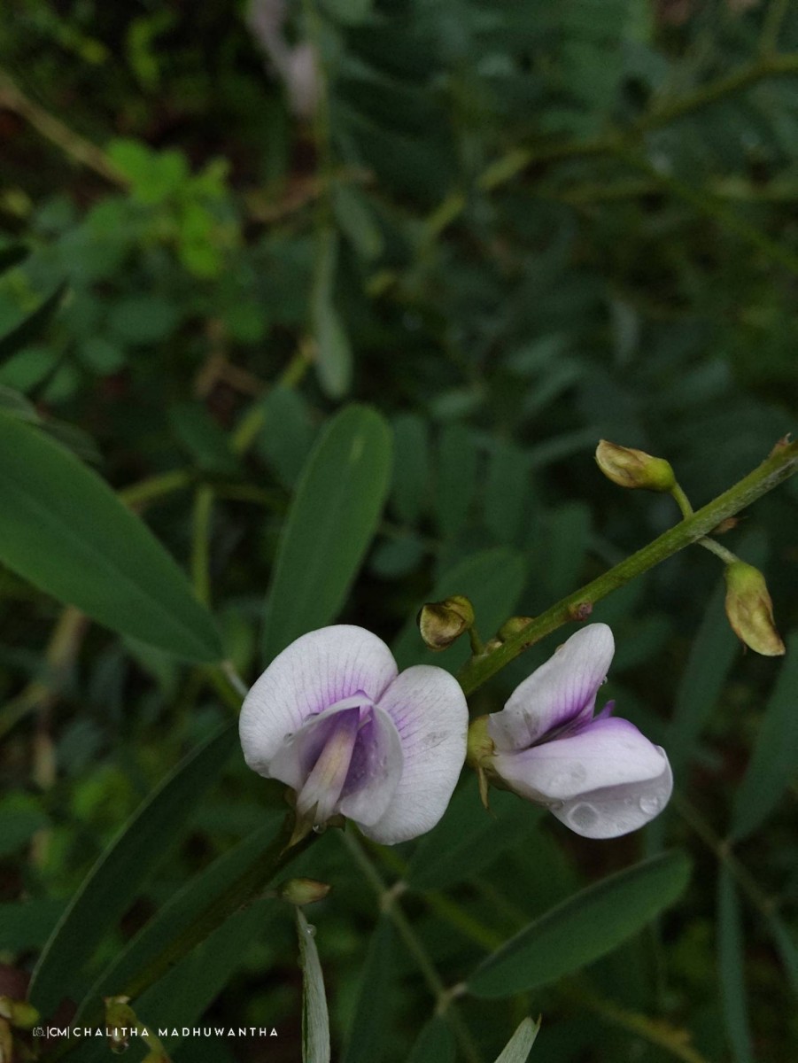 Tephrosia noctiflora Bojer ex Baker